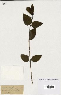 spécimen de Vinca acutiflora