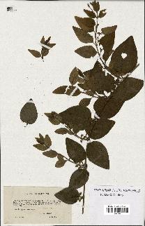 spécimen de Vinca acutiflora