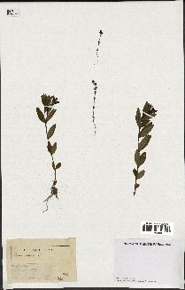 spécimen de Vinca herbacea