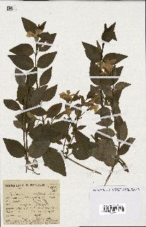 spécimen de Vinca acutiflora