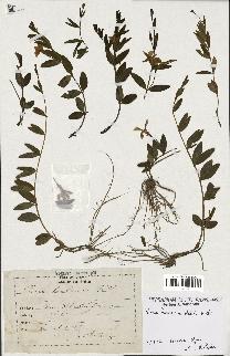 spécimen de Vinca herbacea