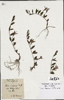 spécimen de Vinca herbacea