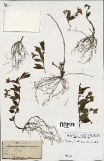 spécimen de Vinca herbacea