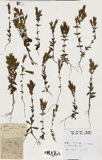 spécimen de Gentiana germanica