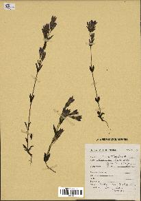 spécimen de Gentiana germanica