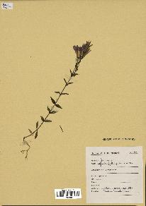 spécimen de Gentiana germanica