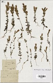 spécimen de Gentiana germanica