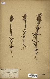 spécimen de Gentiana germanica