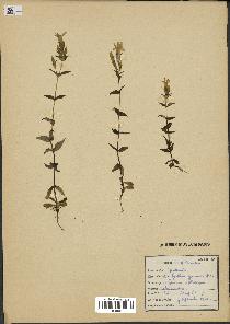 spécimen de Gentiana germanica