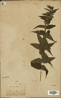 spécimen de Gentiana asclepiadea