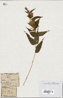 spécimen de Gentiana asclepiadea