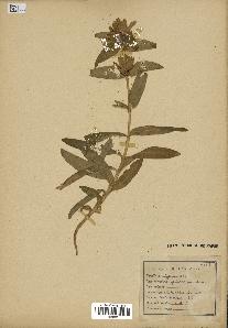 spécimen de Gentiana cruciata