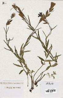 spécimen de Gentiana pneumonanthe