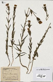 spécimen de Gentiana pneumonanthe