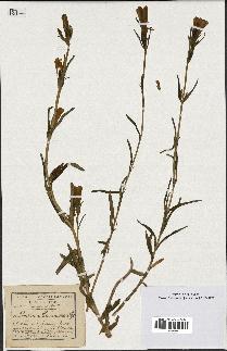 spécimen de Gentiana pneumonanthe