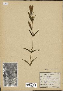 spécimen de Gentiana pneumonanthe