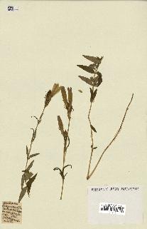 spécimen de Gentiana pneumonanthe