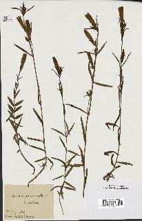 spécimen de Gentiana pneumonanthe