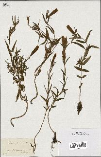 spécimen de Gentiana pneumonanthe