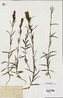 spécimen de Gentiana pneumonanthe