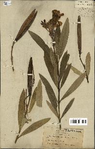 spécimen de Nerium oleander