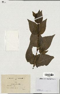 spécimen de Vinca acutiflora