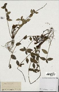 spécimen de Vinca minor