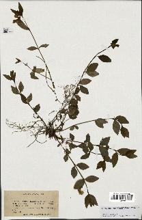 spécimen de Vinca minor