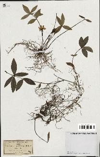 spécimen de Vinca minor