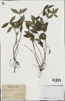 spécimen de Vinca minor