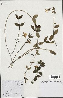 spécimen de Vinca minor