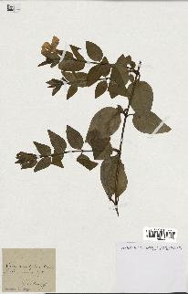 spécimen de Vinca acutiflora
