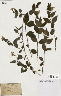 spécimen de Vinca acutiflora