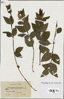 spécimen de Vinca acutiflora