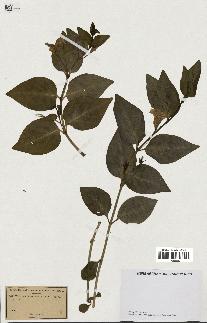 spécimen de Vinca acutiflora