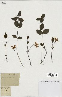 spécimen de Vinca minor