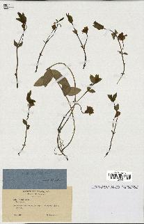 spécimen de Vinca minor