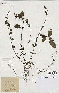 spécimen de Vinca minor