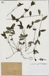 spécimen de Vinca minor