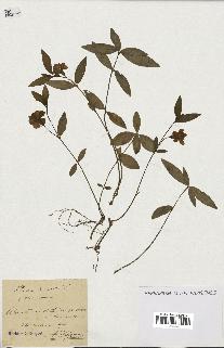 spécimen de Vinca minor