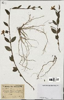 spécimen de Vinca herbacea
