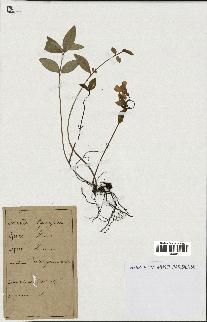 spécimen de Vinca minor