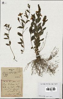 spécimen de Vinca herbacea