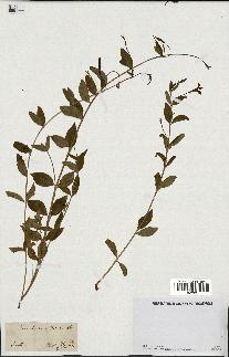 spécimen de Vinca herbacea