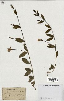 spécimen de Vinca herbacea
