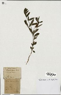 spécimen de Vinca herbacea