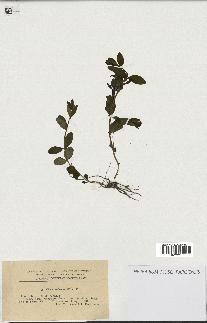 spécimen de Vinca herbacea