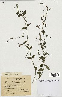 spécimen de Vinca herbacea