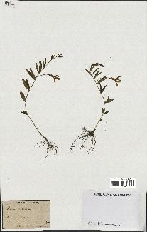 spécimen de Vinca herbacea