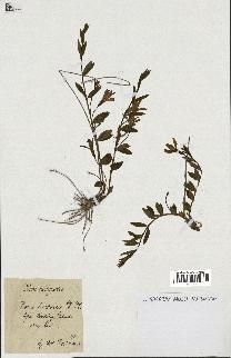 spécimen de Vinca herbacea
